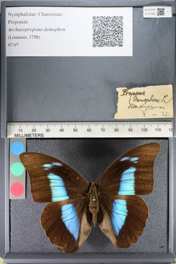 Media type: image;   Entomology 137365